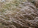 pomrznjene trave